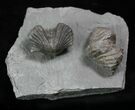 Pair Of Fossil Brachiopods (Platystrophia) - Indiana #25997-3